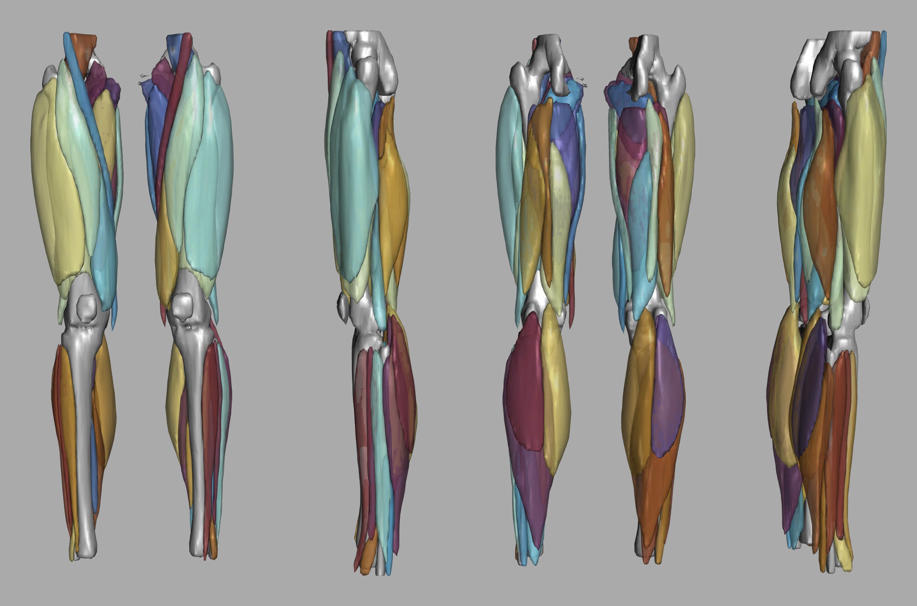 3D render of automated muscle segmentation labels generated using a CNN UNET.